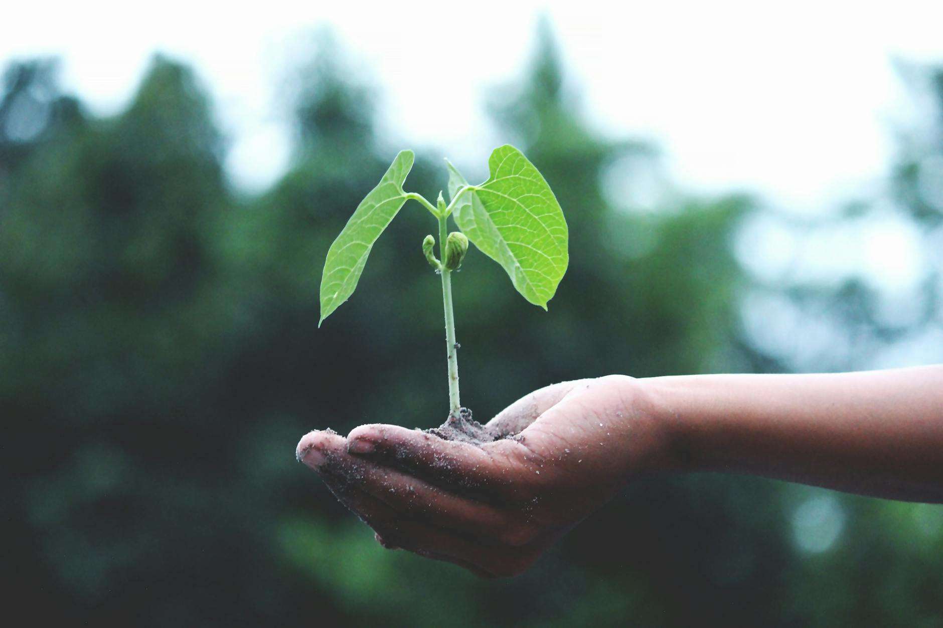 Cultivating a Growth Mindset